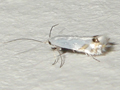 Leucoptera laburnella